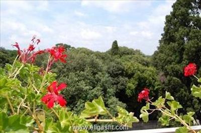 پاناما گاردن