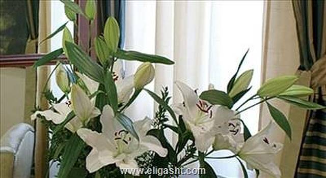 دی دراگومانی