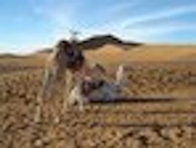 بیوواک لز دونز د تینفو