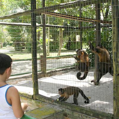 ترپیکال ماناوز اکریزرت