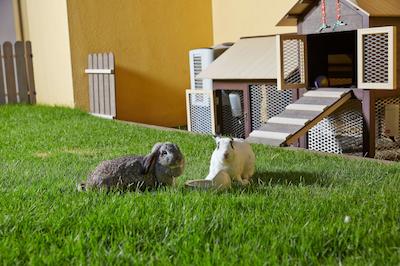 ویلیج رزیدنس رابرتسون کوای