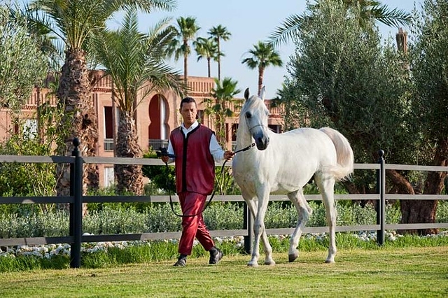 سلمان ماراکچ