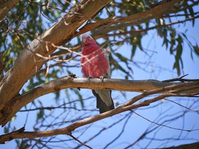 مرکور کانگارو ایسلاند لج