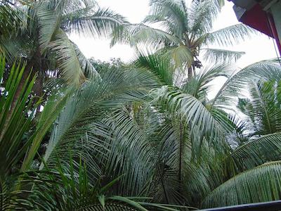 اوشنیک پرل گست هاوس