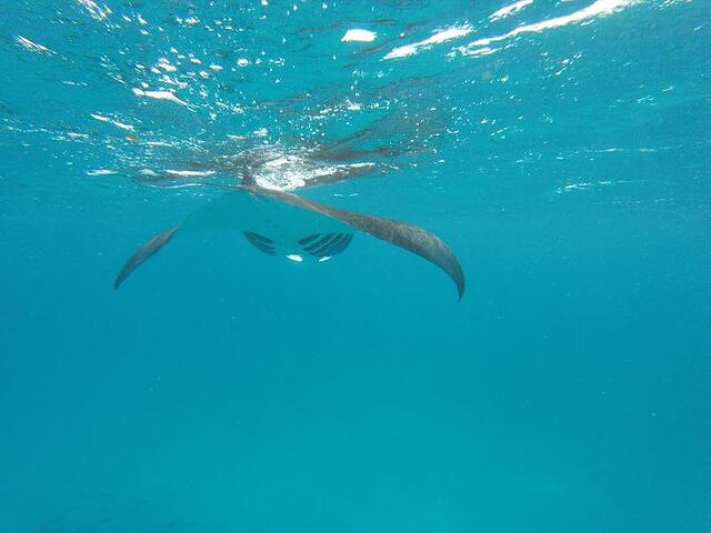 Beach Veli