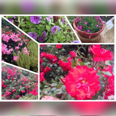 گرین پارک هتل پامفیلی