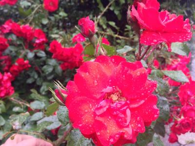 گرین پارک هتل پامفیلی