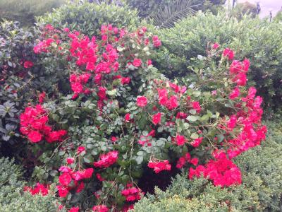 گرین پارک هتل پامفیلی