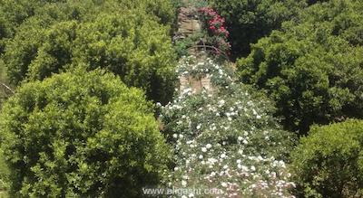 هم استی هم نیشانتاشی