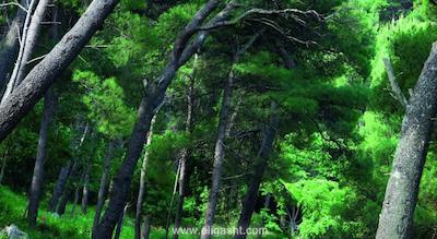 ریپابلیکا هتل