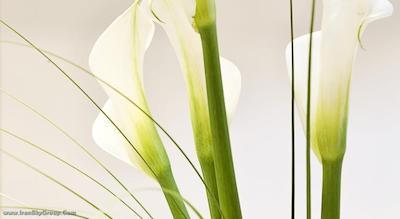 آریون آتن هتل