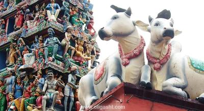 فگرنس ریورساید