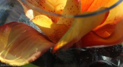 لیندنر هتل گالری سنترال