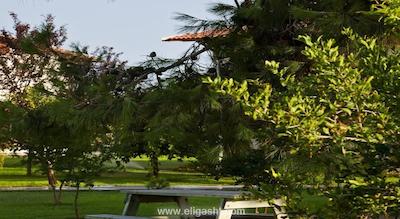 پاپیلون بلویل