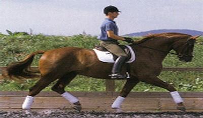 شیله گاردنز هتل انداسپا