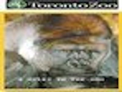 دیز این تورنتو ایست لیک ویو