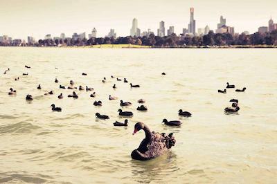 مرکور ملبورن آلبرت پارک