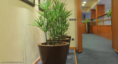 بست وسترن پرمیر دانته