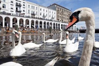 فورست بیسمارک