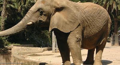 آرتس بارسلونا