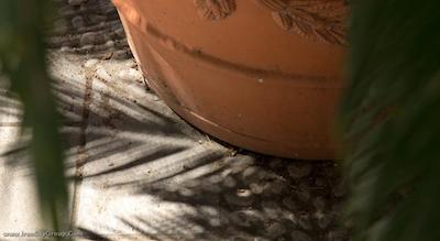 دونا لاورا پالاس