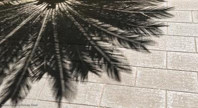 دونا لاورا پالاس