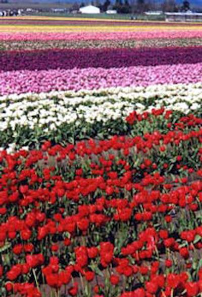 بست وسترن پلاس چلسی این