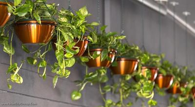 گرند چنسلر بریزبین