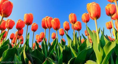 رنسانس آمستردام