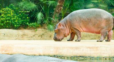 سوفیتل برلین کورفورستندام