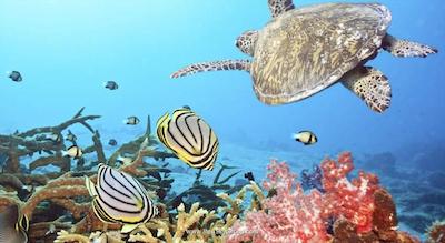 آنانتارا ولی مالدیوز ریزورت