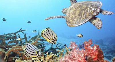 آنانتارا ولی مالدیوز ریزورت