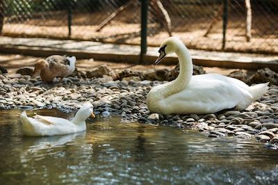 بلیس دلوکس هتل