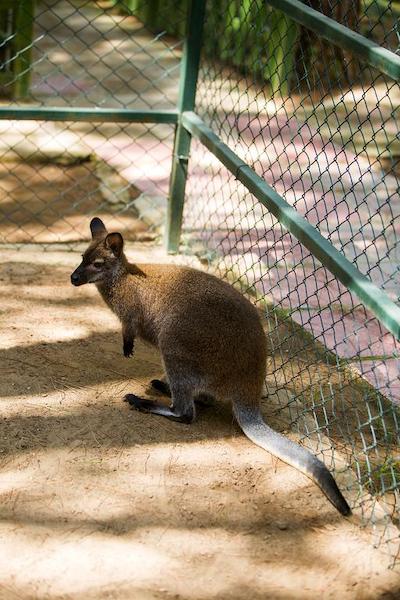 بلیس دلوکس هتل