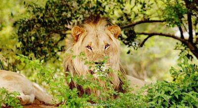 لجند گلف اند سافاری ریزورت