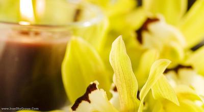 هالیدی این هامبورگ