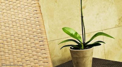 هالیدی این هامبورگ