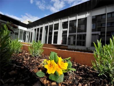 گلدن تولیپ هامبورگ