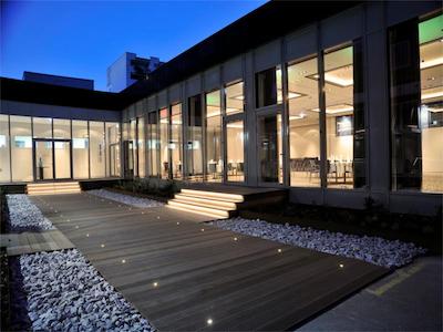 گلدن تولیپ هامبورگ