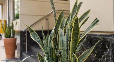 آکروپلیس سلکت