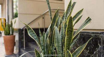 آکروپلیس سلکت