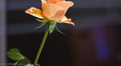 ایوبرگس هتل پرمیوم