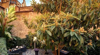 اولیویا پلازا