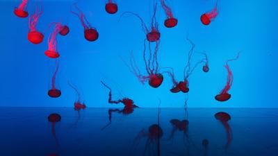 هالیدی این تورنتو یورکدل