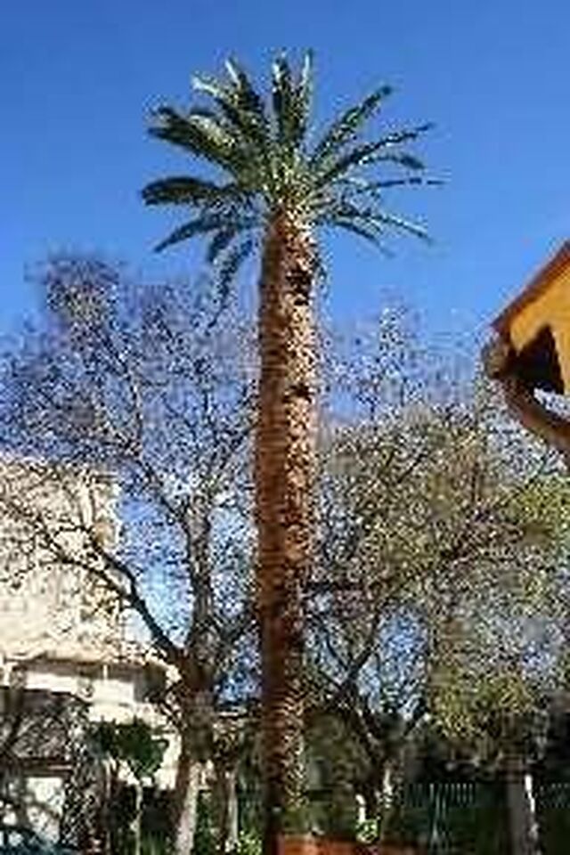 اورلیانس