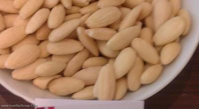 مرکور ریمینی آرتیس