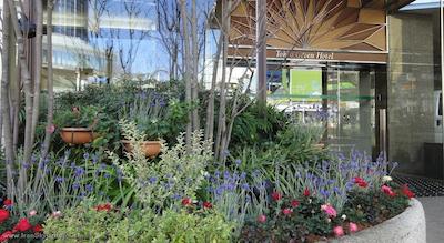 گرین کوراکون