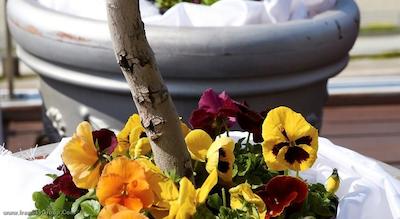 تروپیکال هتل