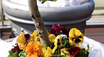 تروپیکال هتل