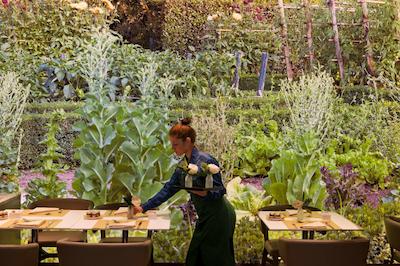 استارهتل اکو